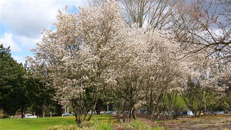 Redpointe® Maple - J. Frank Schmidt & Son Co.