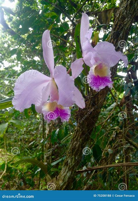 Orchid stock photo. Image of national, orchid, venezuela - 75208188