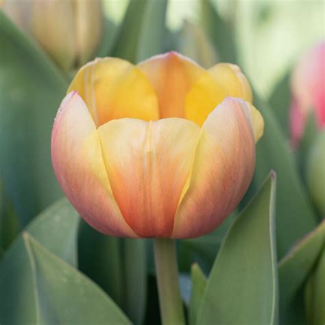 Marit Darwin Hybrid Tulip Bulbs Johnnys Selected Seeds