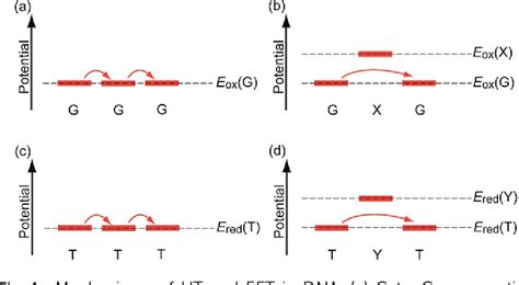 Figure 1 From Charge Transfer Dynamics In DNA Revealed By Time Resolved