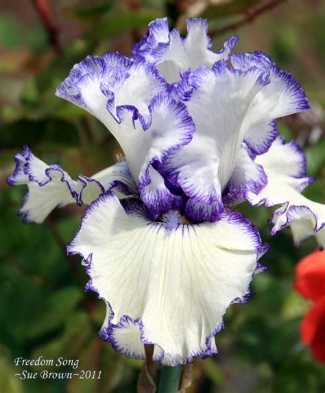 Tb Iris Germanica Freedom Song Schreiner Iris Flowers Iris