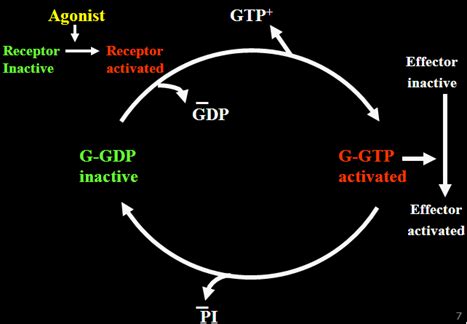 Mechanism of Drug Action -Drug Receptor Interactions – howMed