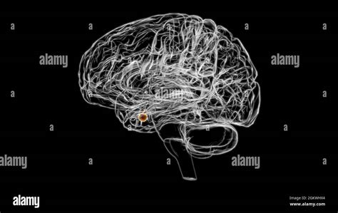 Brain Pituitary Gland Anatomy For Medical Concept D Illustration Stock