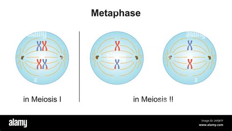 Scientific Designing Of Differences Between Metaphase In Meiosis And In Mitosis Colorful