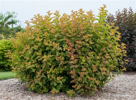 Physocarpus Opulifolius Jefam Amber Jubilee™ Ninebark Jim Whiting