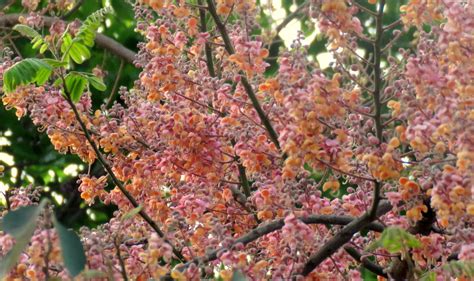 IMG 0080 Pink Shower Tree Cassia Grandis Flowers Jakkur Flickr