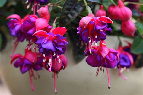 How to Grow Fuchsia as an Indoor Houseplant | Gardener’s Path