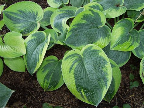 ХОСТА (Hosta) / Питомник растений КФХ "САД МЕЧТЫ" - АГРОНОМЫ ...