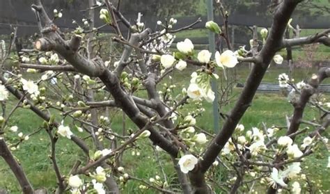 Pruning The Plum Tree How And When To Do It Sbennys Blog