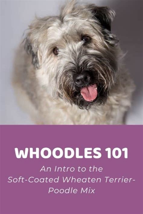 Whoodle Size Chart for Miniature, Medium, and Standard Whoodles