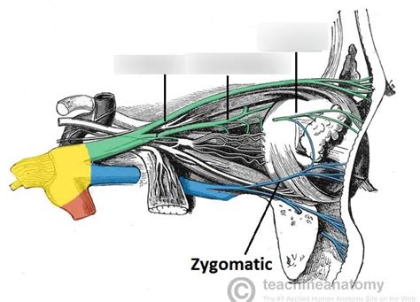 Ophthalmic Nerve Branches Diagram Quizlet