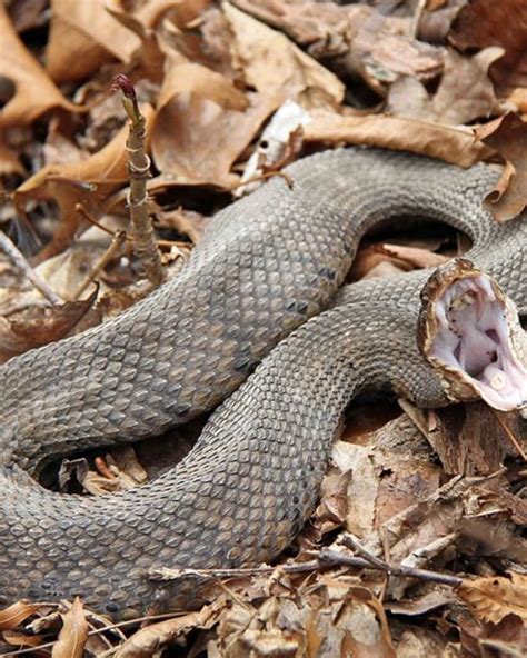 Is That Snake Venomous? - A Guide to the Key Characteristics of ...