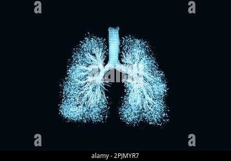 Arbre Bronchique Arbre Respiratoire Trach E Ramifications Multiples