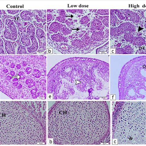 A The Fetal Rat Testis Of The Control Group Shows A Normal Architecture Download Scientific