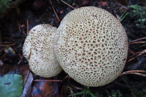 Puffballs © Anne Burgess Cc By Sa20 Geograph Britain And Ireland