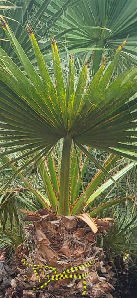 Washingtonia Filifera Identification Cold Hardy Palms Palmtalk