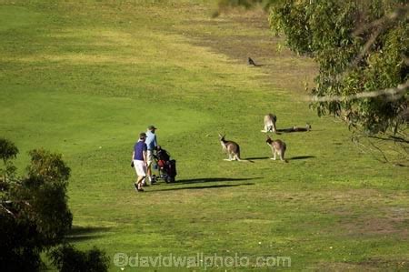 Kangaroos on Anglesea Golf Course, Great Ocean Road, Victoria, Australia