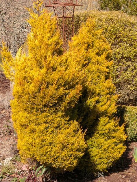 Lemon Cypress Winter Care What To Do With Lemon Cypress In Winter