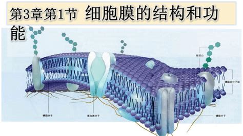 31细胞膜的结构和功能课件共40张ppt 2023 2024学年高一上学期生物人教版必修1 21世纪教育网