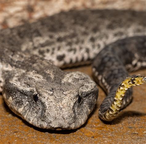 Types Of Venomous Snakes Found In Queensland Nature Blog Network