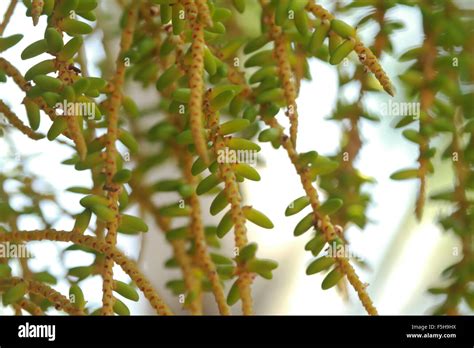 Palm tree seeds Stock Photo - Alamy