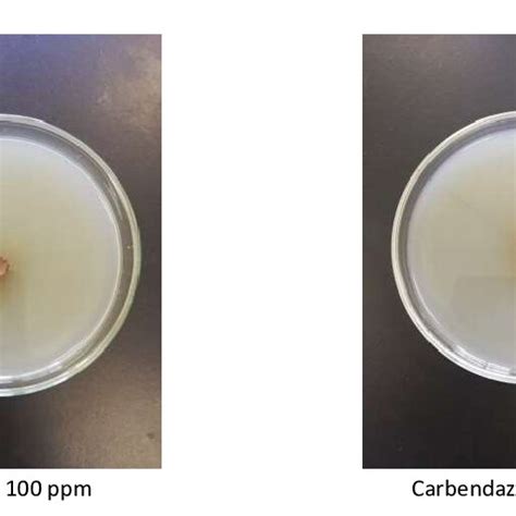 Growth Of Rhizoctonia Solani In Carbendazim Ppm And Ppm In The