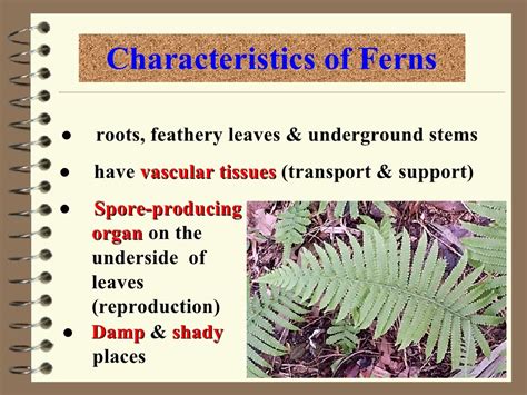 Classification of plants