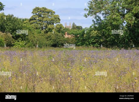 4th June 2023 Wild flower field margin in Lincolnshire Stock Photo - Alamy