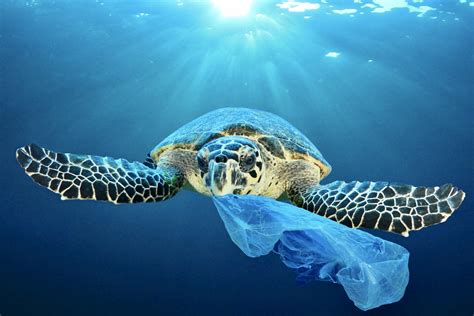 Breaking! New Report By Oceana Finds That Plastic Pollution Is ...