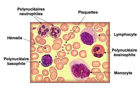 La Num Ration Formule Sanguine L H Mogramme