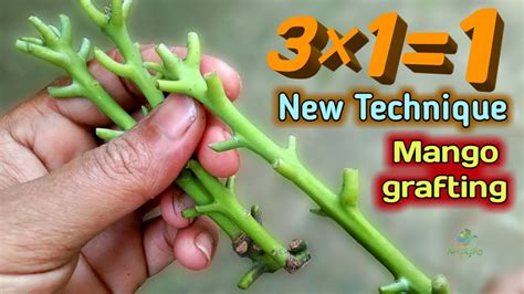 Best Natural Mango Grafting New Techniques For Mango Tree Grafting