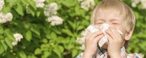 Hayfever Seasonal Rhinitis Allergy Information Myvmc