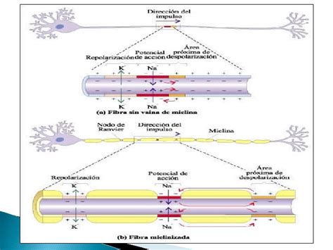 Impulso Nervioso Y Potenciales De Membrana Comunicacin Entre
