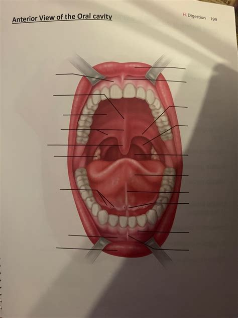 Anterior View Of Oral Cavity Diagram Quizlet