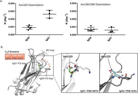 Full Article Structure Based Prediction Of Asparagine Deamidation