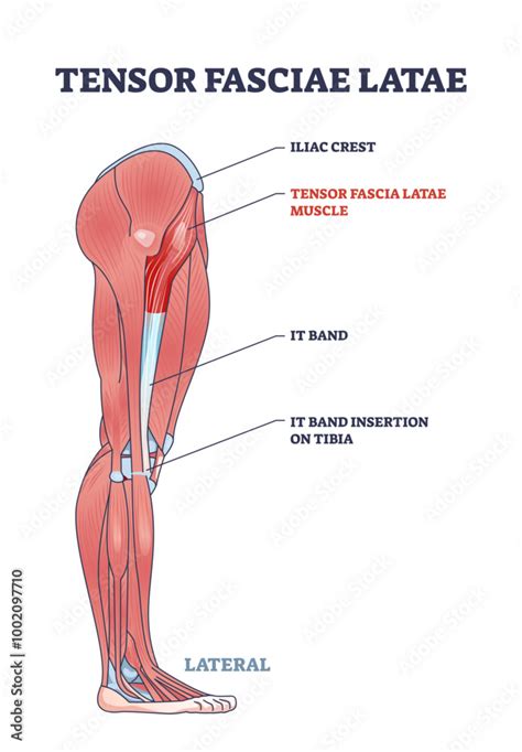 Medical Illustration Showing The Tensor Fasciae Latae Muscle IT Band