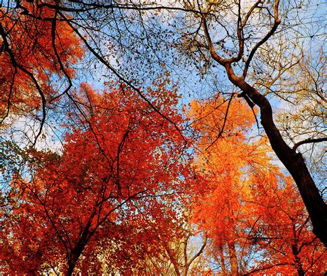 Copper Forest In Autumn Photograph By Ana Naturist Pixels