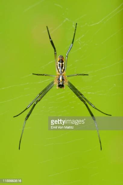 49 Spider Spinnerets Stock Photos High Res Pictures And Images