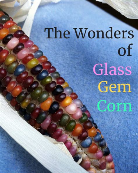 How To Grow Harvest Dry And Cook Beautiful Glass Gem Corn Dengarden Home And Garden