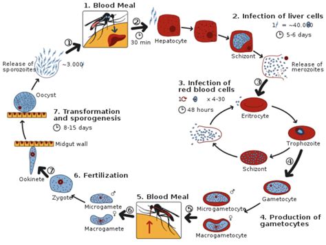 Life Cycle Of Plasmodium Berghei