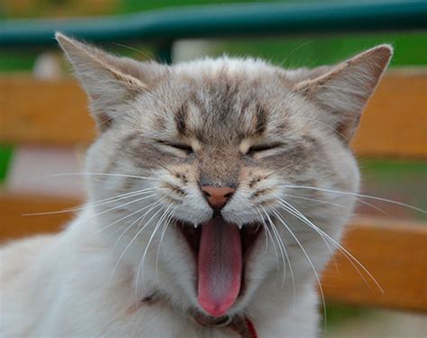 ¿Por qué es áspera la lengua del gato? | Clinica Veterinaria Albayda