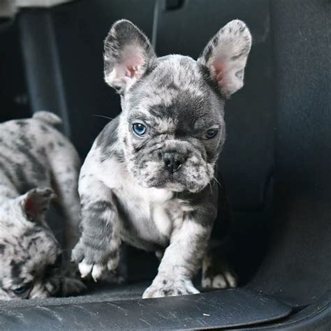 Mini french bulldogs/Mini french bulldog/French bulldog mini