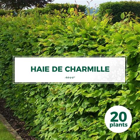 periode plantation charmille - Agencement de jardin aux meilleurs prix