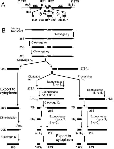 Pre Rrna Processing In S Cerevisiae A Structure And Processing