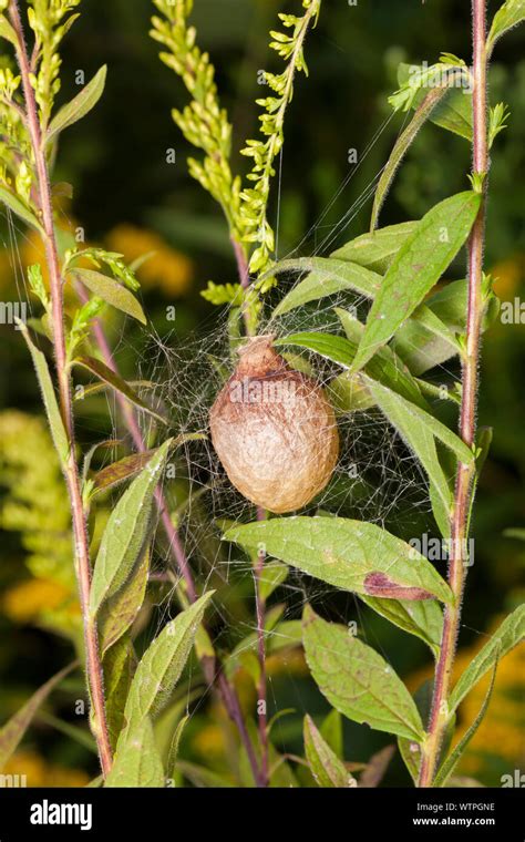 Black And Yellow Argiope Argiope Aurantia Egg Sac Suspended On