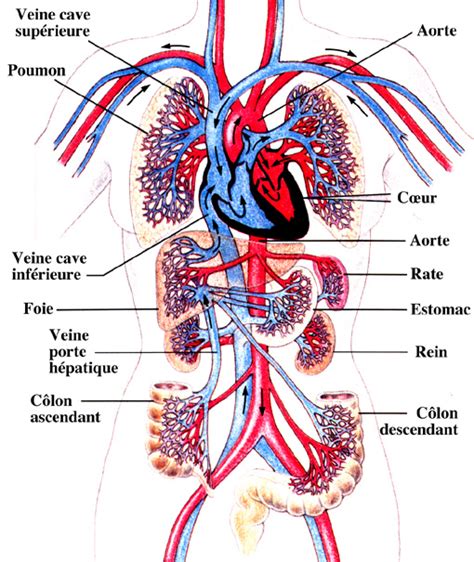 Le Sang Le Corps Humain