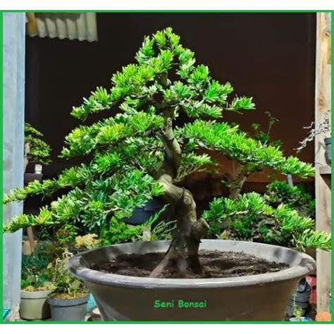 Jual Bahan Bonsai Lohansung Lidah Burung 50 60cm Shopee Indonesia