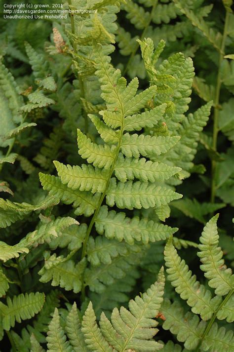 Plantfiles Pictures Broad Swamp Fern Clinton S Wood Fern Dryopteris