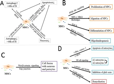 Potential Targets Of Msc Mediated Regulating The Function And Fate Of