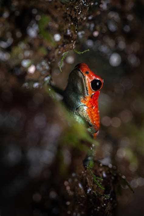 How to Photograph Rainforest Frogs - Nature TTL